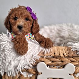 Pip - Red  female Goldendoodle puppy in Payson, Utah from Missy Doodles