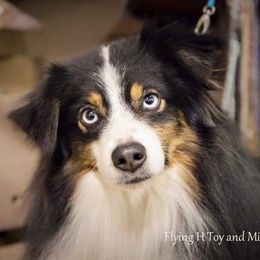 Miniature Australian Shepherd and Toy Australian Shepherd All Grown Up from Flying H Toy and Mini Aussies