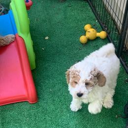 Cosmo - Cream male Goldendoodle puppy in Haddam, Kansas from Golden B Acres