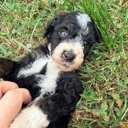 Tenderheart with training - Phantom male Bernedoodle puppy in Boonville, North Carolina from Doods & Dolls