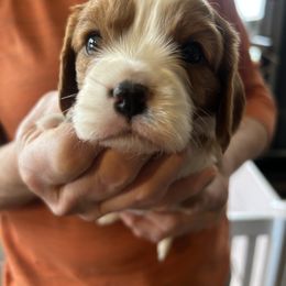 Mason - Blenheim male Cavalier King Charles Spaniel puppy in Burke, New York from Patti’s Puppies