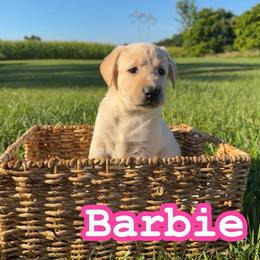 Barbie - Yellow female Labrador Retriever puppy in Lucasville, Ohio from Backwoods Labradors