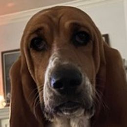 Charlie - Basset Hound