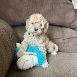 Lollipop - Red  female Goldendoodle puppy in Crothersville, Indiana from Wischmeier’s Doodles