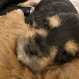 Schnoodle Puppies from Noodle Tings Puppies