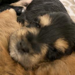 Schnoodle Puppies from Noodle Tings Puppies