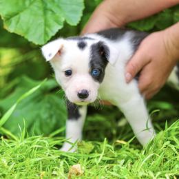 Border Collie and German Shepherd Puppies from Von Guadachi German Shepherds & Audacity Border Collies
