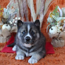 Red - Black and white male Siberian Husky puppy in York, Pennsylvania from Spalla Pups