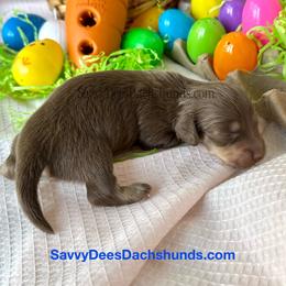 Peep(2600 AKC pet) - Chocolate and cream male Dachshund puppy in Augusta, Arkansas from Savvy-Dee's Dachshunds