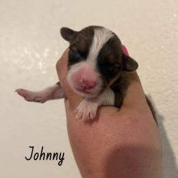 Johnny - Fluffy Red - Red male Pembroke Welsh Corgi puppy in Anderson, California from Flying K Corgis