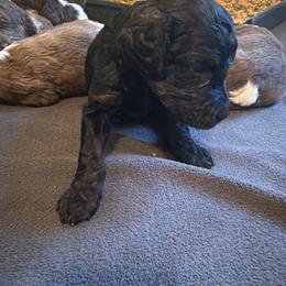 Cranberry - Brindle male Poodle puppy in Piqua, Kansas from Legacy Farms Standard Poodles