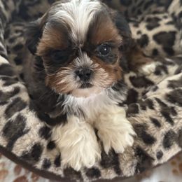 Howlee - Red and white male Shih Tzu puppy in Kamilche, Washington from Serendipity Shih tzu