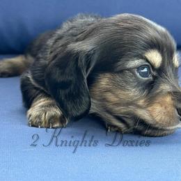 Christina💜 - Black and cream female Dachshund puppy in New Braunfels, Texas from 2 Knights Doxies