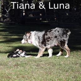 Australian Shepherd Puppies from Glacier Aussies