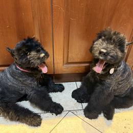 Bouvier des Flandres Puppies from Ambassador BOUVIER