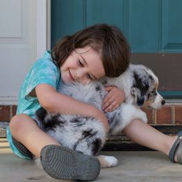 Australian Shepherd Puppies from Indigo Grove Aussies