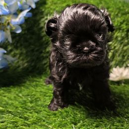 Sherbet - Black male Shih Tzu puppy in Brighton, Missouri from Morningstar's Shih Tzu