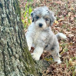 Dolly - Blue merle female Aussiedoodle puppy in Charleston, Arkansas from Lazy S Aussies