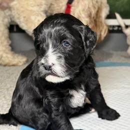 Onyx (Yellow Collar) - Black and chalk female Australian Labradoodle puppy in Mount Gilead, North Carolina from Tillery Labradoodles