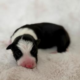Male 2 - Black and white male Border Collie puppy in Morriston, Florida from Garcia Family Farms
