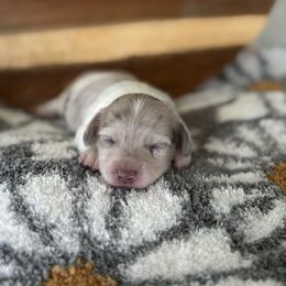 Mandy - Fawn (isabella) and cream female Dachshund puppy in Newport, Tennessee from Justice Doxies