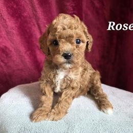 Aussiedoodle, Bernedoodle, Bernese Mountain Dog, Cavapoo, Poodle, and Sheepadoodle Puppies from Draper Mountain Doodles