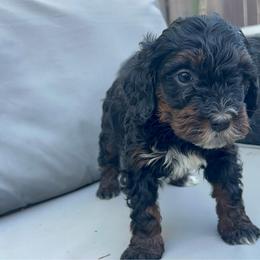 Girl 1 - Tri-color female Bernedoodle puppy in Los Angeles, California from Bernied00dle Love