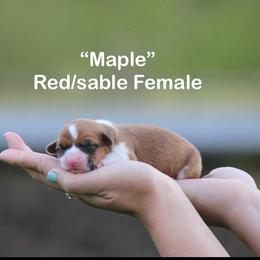 Girl 1 - Sable and white female American Corgi puppy in Scio, Oregon from Abundant Joy Corgis