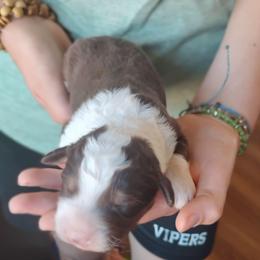 Scout - Brown and white male Aussiedoodle puppy in Apache Junction, Arizona from Loving Doodle