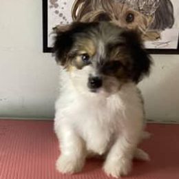 Boy 1 - Black and white male Shorkie puppy in Boca Raton, Florida from Tina-Marie's Pups