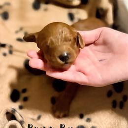 Goldendoodle Puppies from Mini Goldendoodles