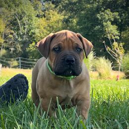 NEJI - Red male Boerboel puppy in Pennsylvania from Cold River Boerboels