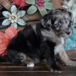 Yankee BMF most black - Blue merle female Aussiedoodle puppy in Lawton, Oklahoma from Lindsey’s Aussies