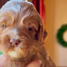 Dasher - Caramel red Australian Labradoodle puppy in Loveland, Ohio from Loveland Labradoodles