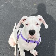Athena - Dogo Argentino puppy in Youngstown, Ohio from For The Love of Dogos