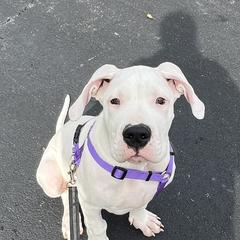 Athena - Dogo Argentino puppy in Youngstown, Ohio from For The Love of Dogos