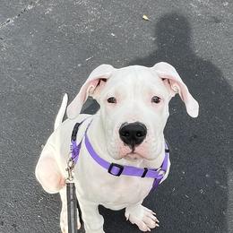 Athena - Dogo Argentino puppy in Youngstown, Ohio from For The Love of Dogos