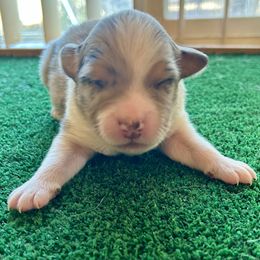 Sweet Home Alabama - Blue merle male Australian Shepherd puppy in Alamogordo, New Mexico from Two Nichols Aussies