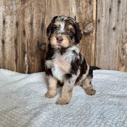 Gale - Phantom female Bernedoodle puppy in Savannah, Missouri from Rose Creek Mini Aussies and doodles