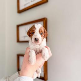 Snowpine - Parti female Goldendoodle puppy in Greencastle, Indiana from Willow & Co.