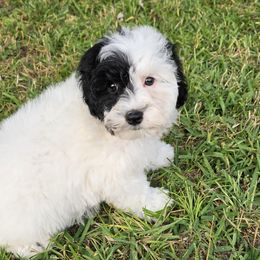 Chucky - Black Schnoodle puppy in Arkansas from Central AR Schnoodles