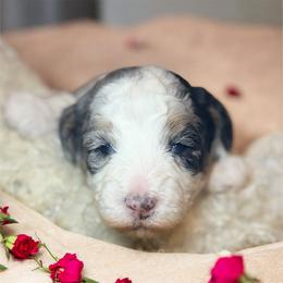 Nova - Merle female Goldendoodle puppy in North Branch, Michigan from Graceful Miniature Goldendoodles