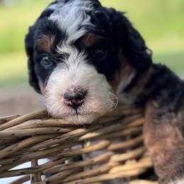 Hollis - Tri-color male Bernedoodle puppy in Rising Sun, Indiana from Ruby Lane Doodles