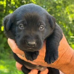 Covey - Black female Labrador Retriever puppy in Isle, Minnesota from Dog Ear Outfitters