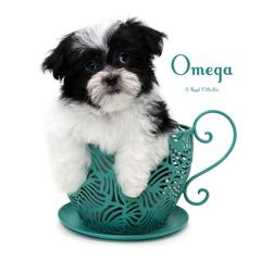 Omega - Black male Mi-Ki puppy in Elizabeth, Colorado from Royal T Mi-Kis