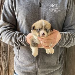 Winnie - Male 3 - Fawn male Pembroke Welsh Corgi puppy in Jefferson, South Carolina from Blue Creek Farms