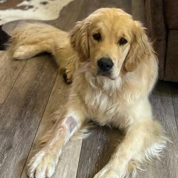 Lottie - Light golden female Golden Retriever puppy in Rainier, Washington from Hanson’s NW Goldens & Doodles