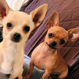 Amos - Chihuahua