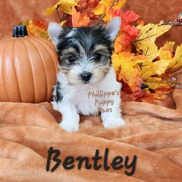 Bentley - Parti male Yorkshire Terrier puppy in Adair, Oklahoma from Phillippe's Puppy Paws