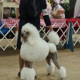 Poodle Puppies from Lacy Lane Poodles